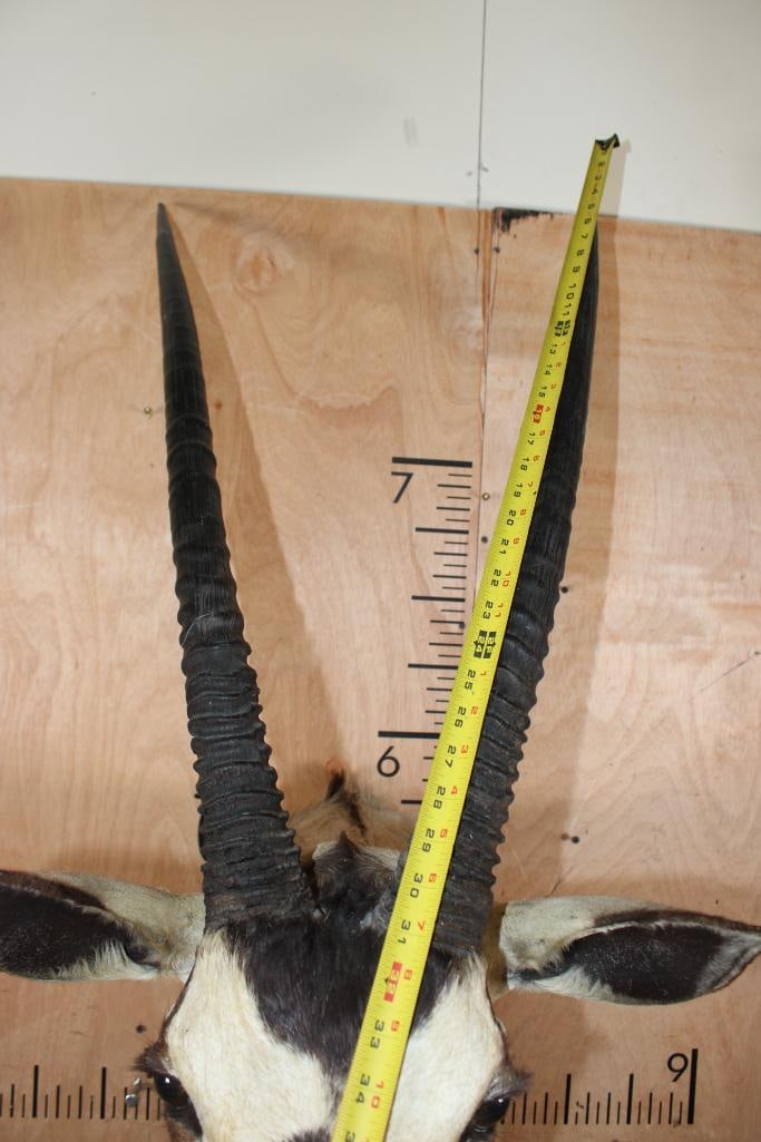 GEMSBOK Shoulder Mount - 8