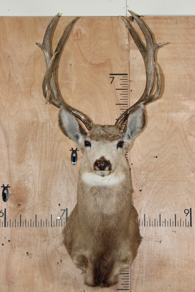 9-Point MULE DEER Shoulder Mount with a Tall Basket: 9-Point MULE DEER Shoulder Mount. It has a 23.5" Spread and is in Good Condition. TAXIDERMY 
