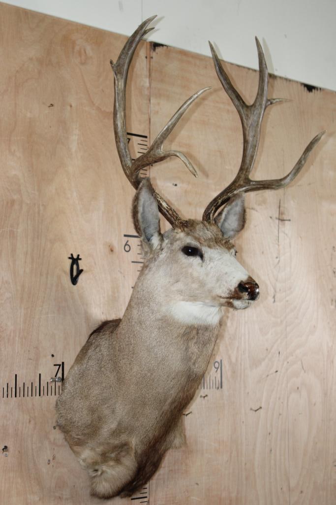 9-Point MULE DEER Shoulder Mount with a Tall Basket - 2