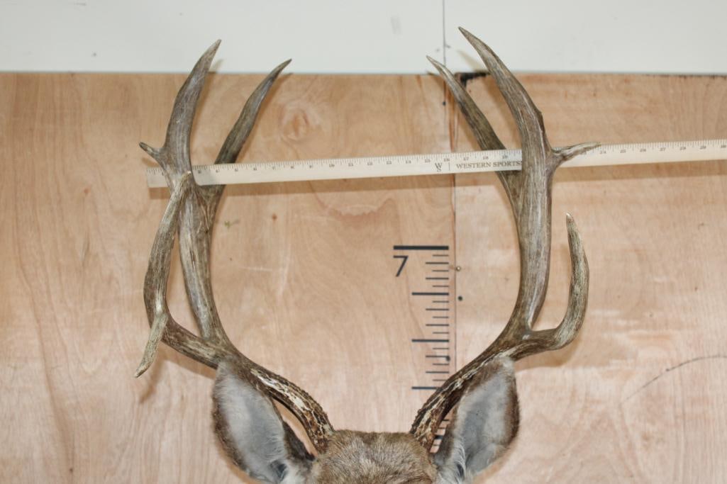 9-Point MULE DEER Shoulder Mount with a Tall Basket - 6