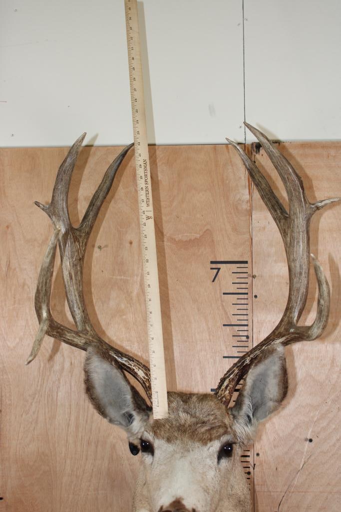 9-Point MULE DEER Shoulder Mount with a Tall Basket - 7
