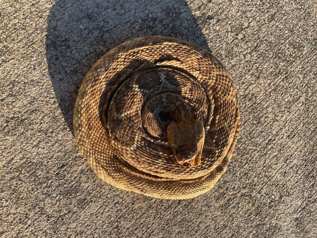 *Real Skin* Life-sized Coiled RATTLESNAKE with 6 Rattles - 2