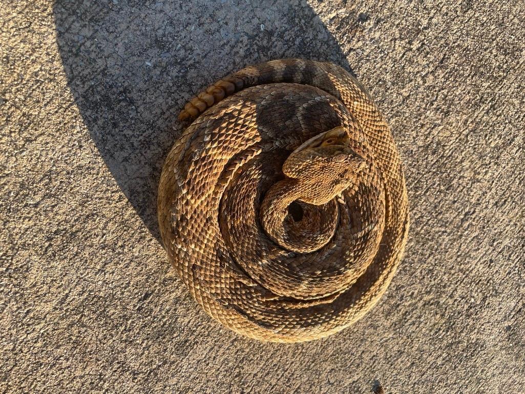 *Real Skin* Life-sized Coiled RATTLESNAKE with 6 Rattles - 3