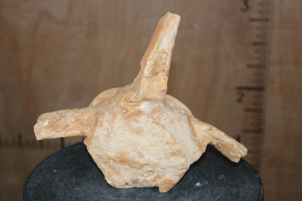 Massive Fossilized MOSASAUR Vertebrae Specimen: Massive Fossilized MOSASAUR Vertebrae Specimen from Morocco. This is the Largest one in the sale! It measures 11" Long x 9.5" Tall x 3.25" Thick and the Total Weight is 4 lbs 10 oz. Mosasaurs wer