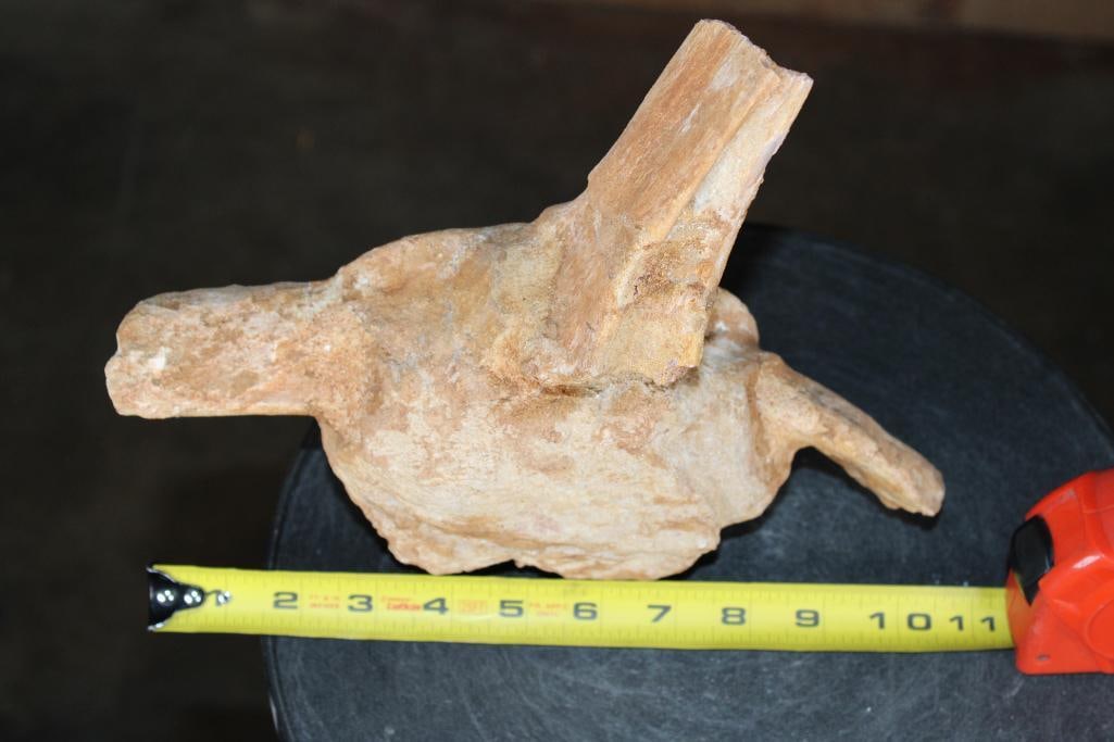 Massive Fossilized MOSASAUR Vertebrae Specimen - 2