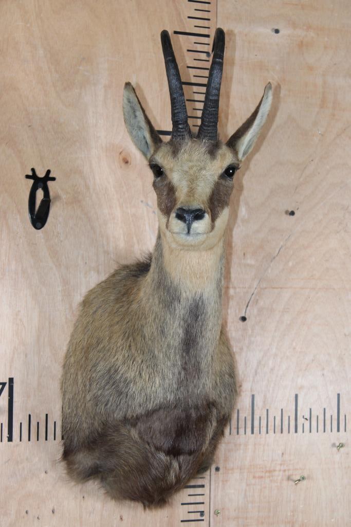 CHAMOIS Shoulder Mount: Very Nice, Clean, and Newer CHAMOIS Shoulder Mount. The Left and Right Horn measure 9 1/8" Long each. It is in Very Good Condition. TAXIDERMY 