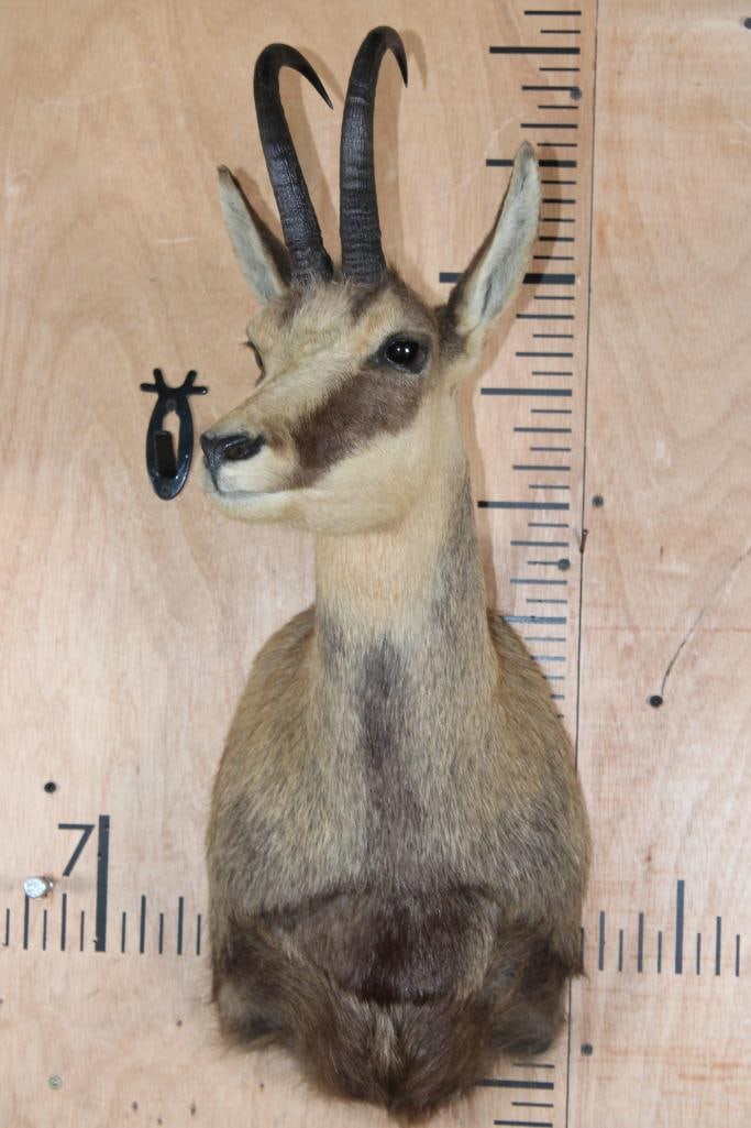 CHAMOIS Shoulder Mount - 2