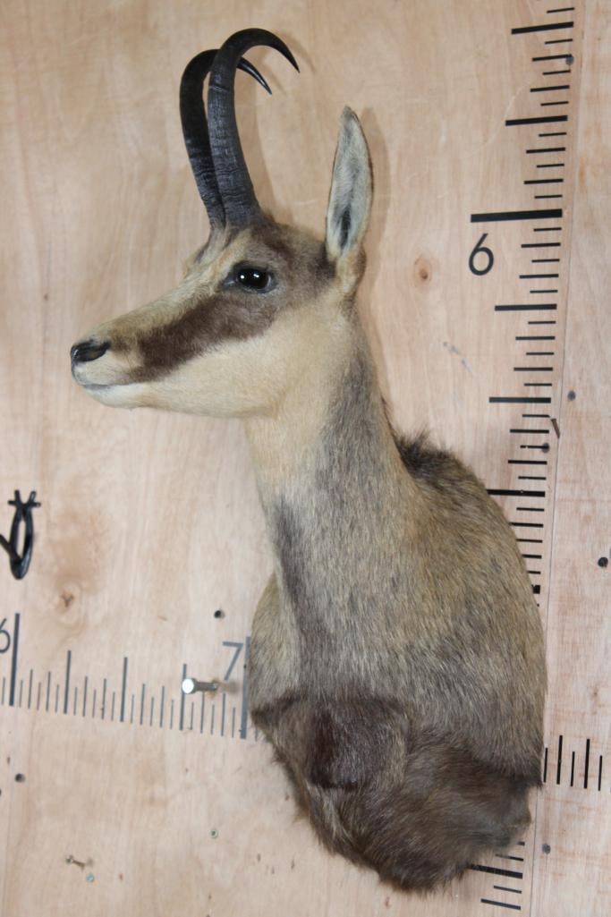 CHAMOIS Shoulder Mount - 3