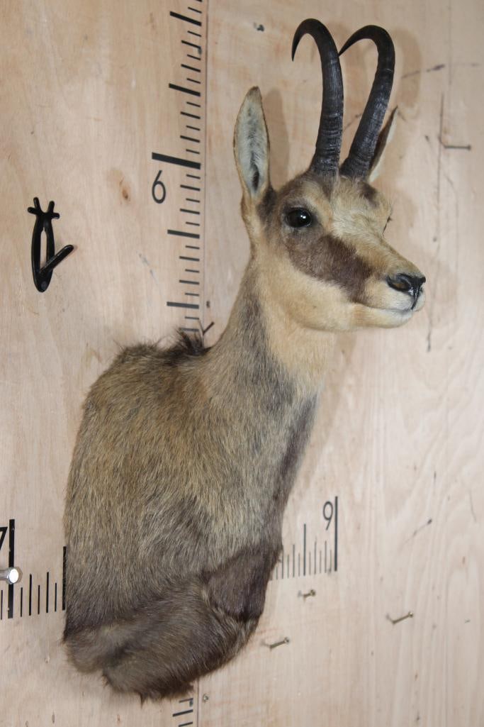 CHAMOIS Shoulder Mount - 4