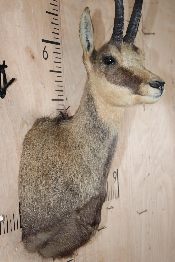 CHAMOIS Shoulder Mount - 5