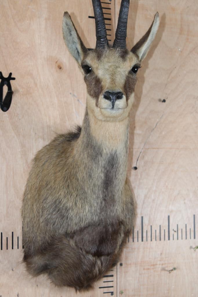 CHAMOIS Shoulder Mount - 6