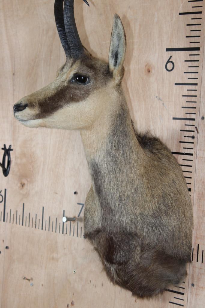 CHAMOIS Shoulder Mount - 7