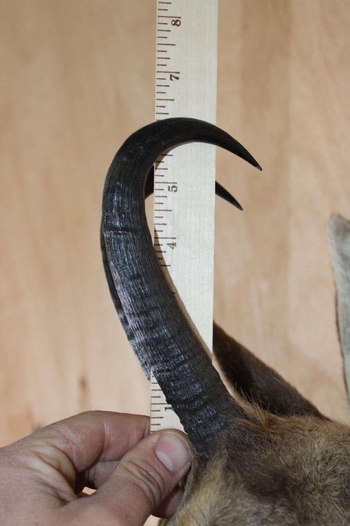 CHAMOIS Shoulder Mount - 8