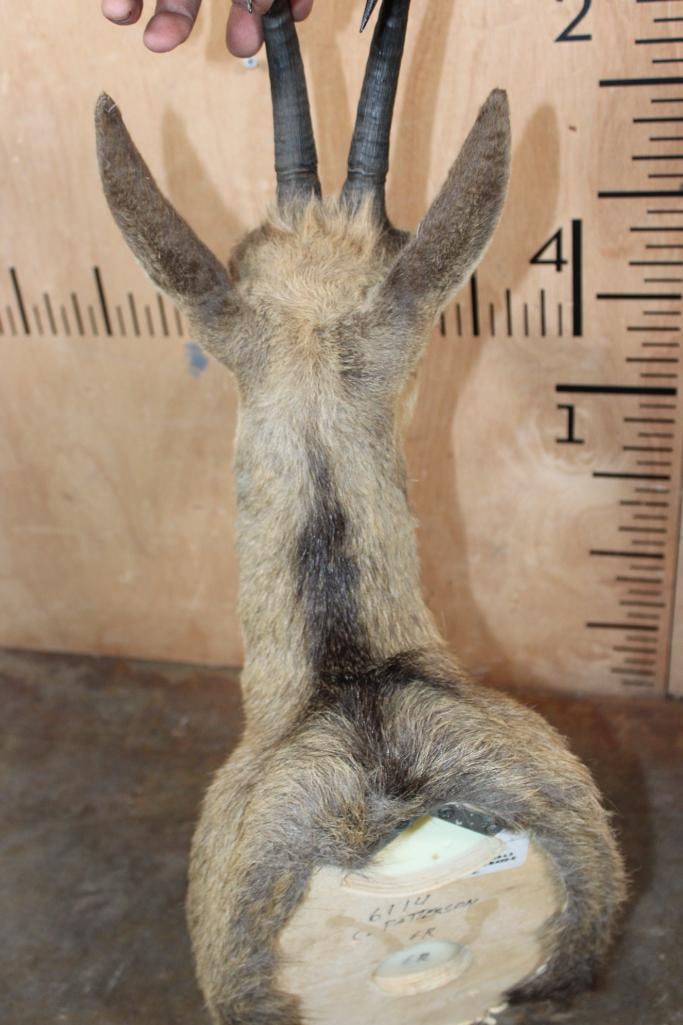 CHAMOIS Shoulder Mount - 9