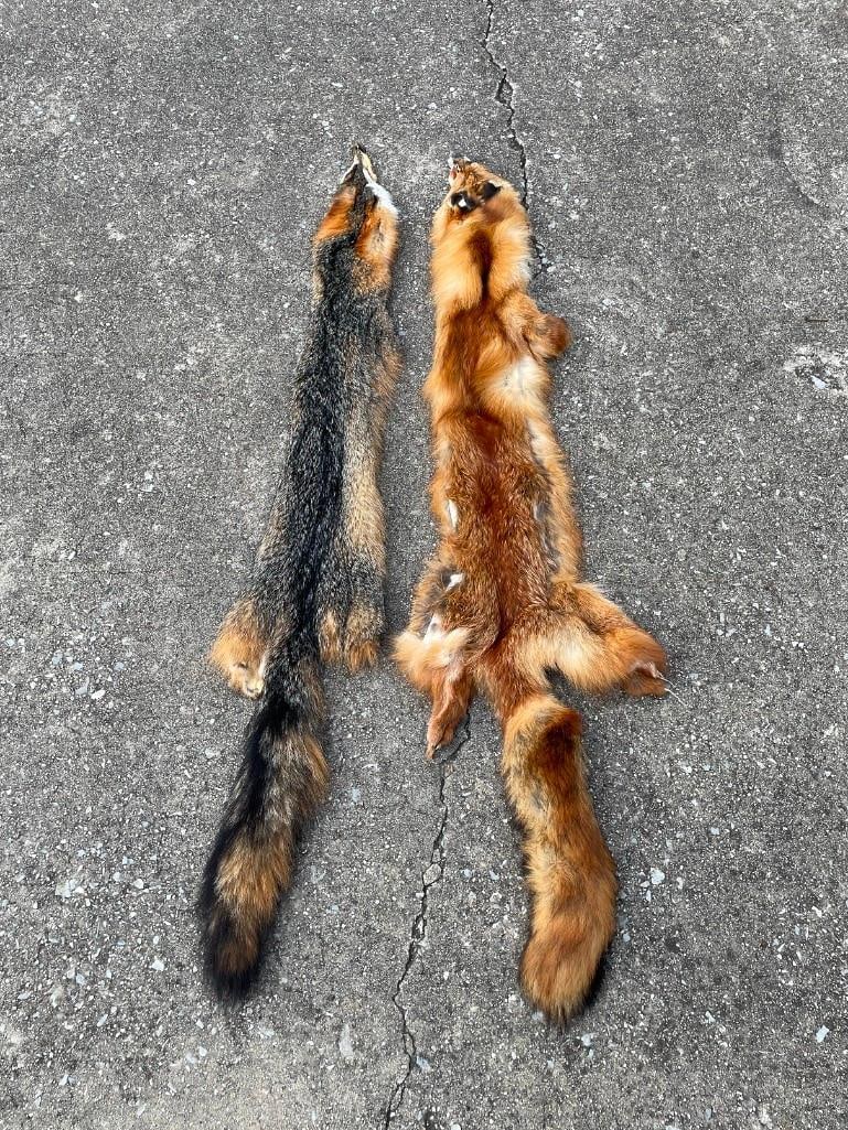 (2) *New* FOX HIDES. (1) XL RED FOX Hide or Fur and (1) XL GREY FOX Hide or Fur - 2