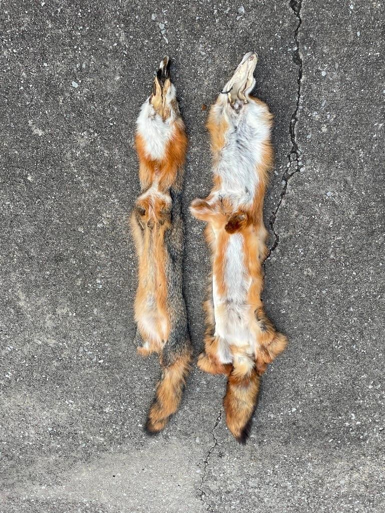 (2) *New* FOX HIDES. (1) XL RED FOX Hide or Fur and (1) XL GREY FOX Hide or Fur - 4