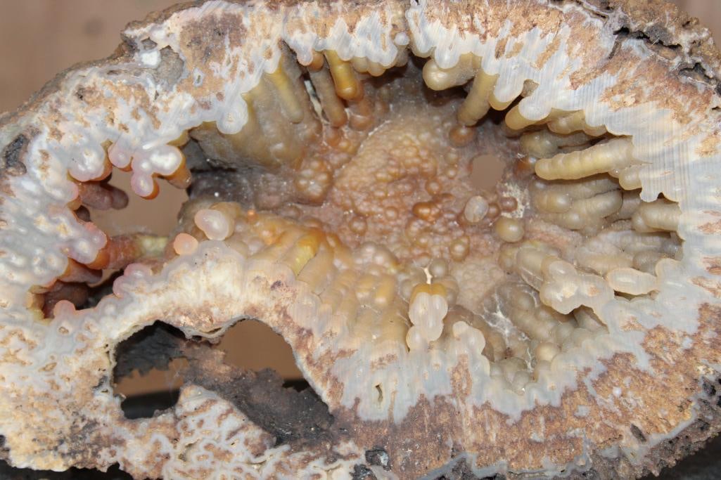 WITHLACOOCHEE BOTRYOIDAL Agatized Coral Druzy with Druzy Quartz Crystals - 3