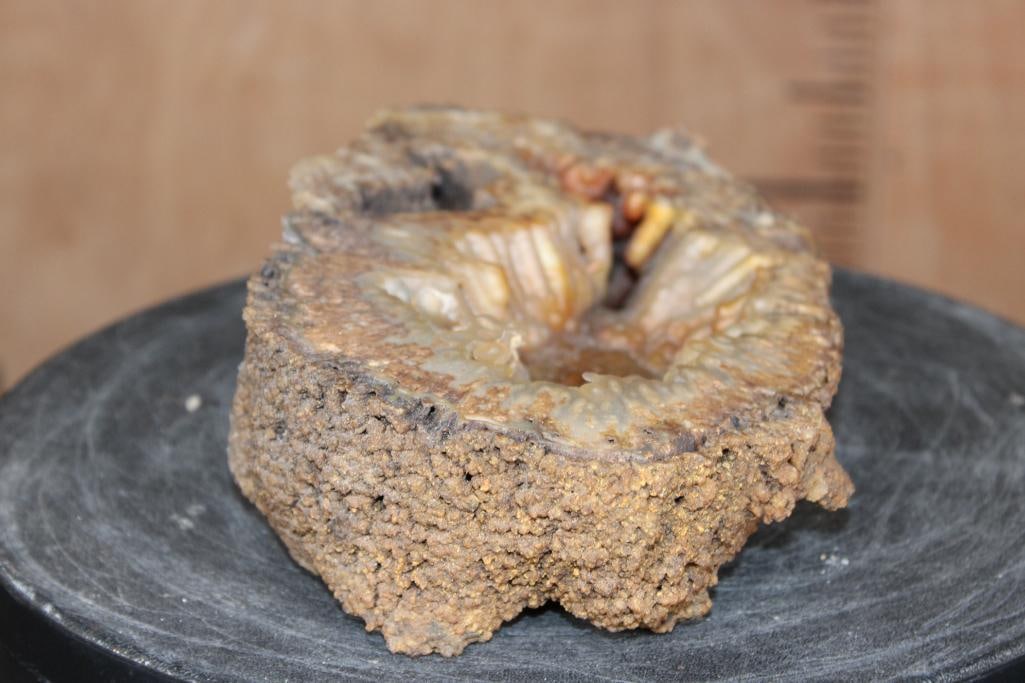 WITHLACOOCHEE BOTRYOIDAL Agatized Coral Druzy with Druzy Quartz Crystals - 5