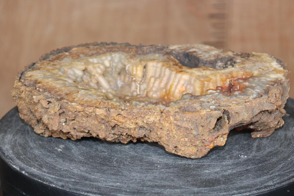 WITHLACOOCHEE BOTRYOIDAL Agatized Coral Druzy with Druzy Quartz Crystals - 6