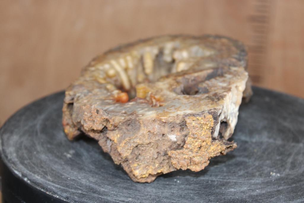 WITHLACOOCHEE BOTRYOIDAL Agatized Coral Druzy with Druzy Quartz Crystals - 7