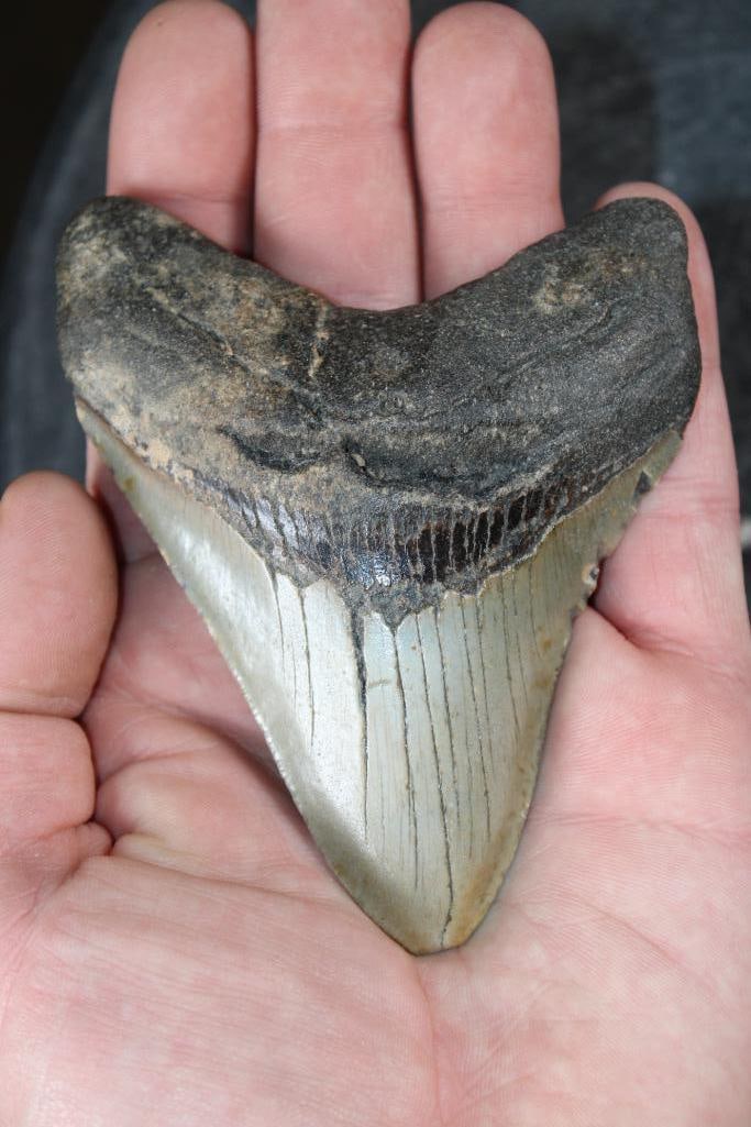 XL MEGALODON SHARK Tooth Fossil: XL MEGALODON SHARK Tooth Fossil. It measures 4.5" from the Top Corner to the Tip and the Total Weight is 6 oz. MEGALODON SHARK TEETH