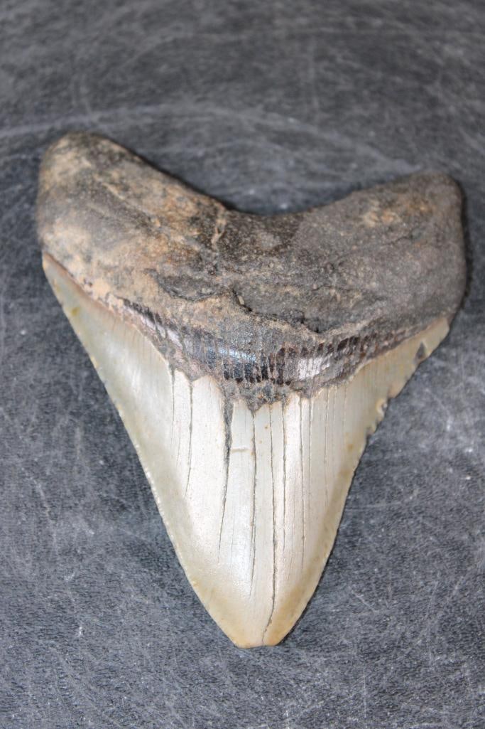 XL MEGALODON SHARK Tooth Fossil - 3
