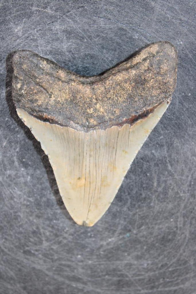 XL MEGALODON SHARK Tooth Fossil - 4