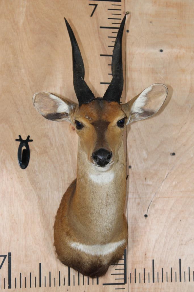 BUSHBUCK Shoulder Mount: Older BUSHBUCK Shoulder Mount in Fair Condition. TAXIDERMY 