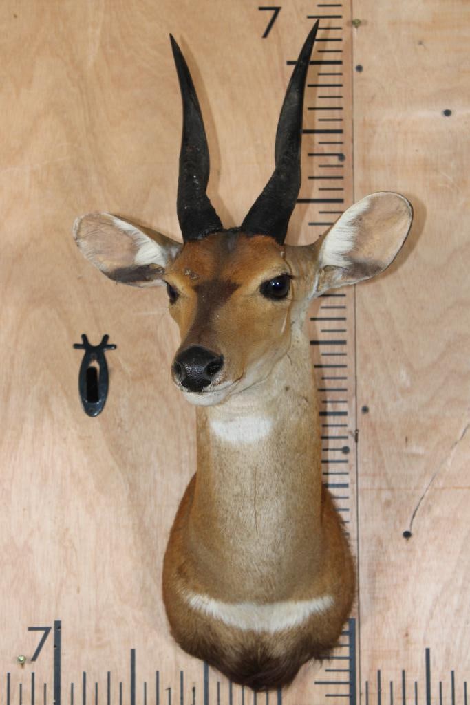 BUSHBUCK Shoulder Mount - 2