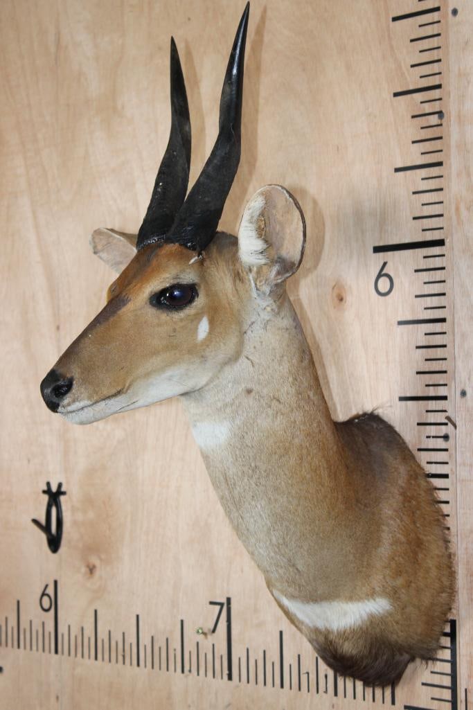 BUSHBUCK Shoulder Mount - 3