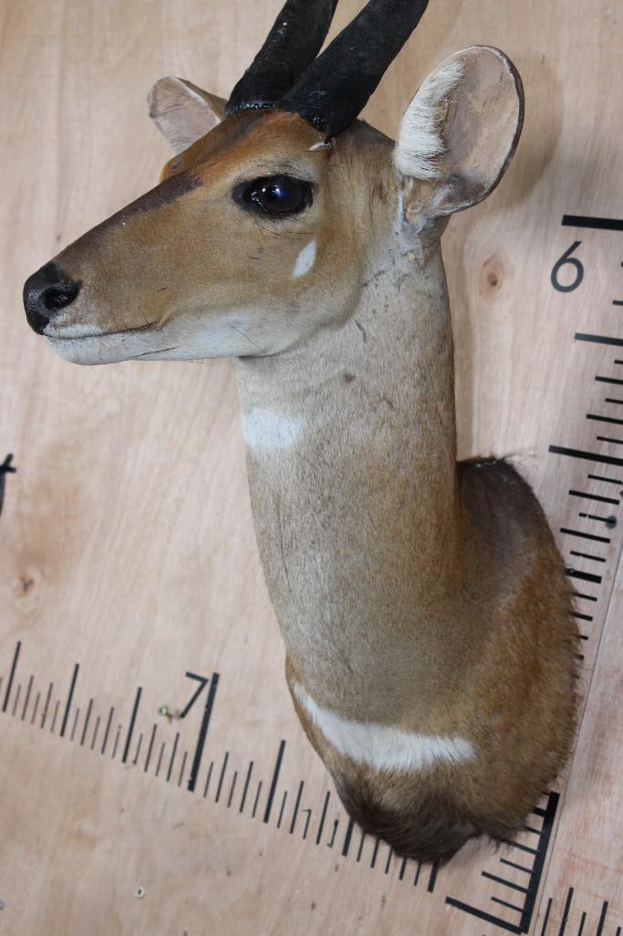 BUSHBUCK Shoulder Mount - 6