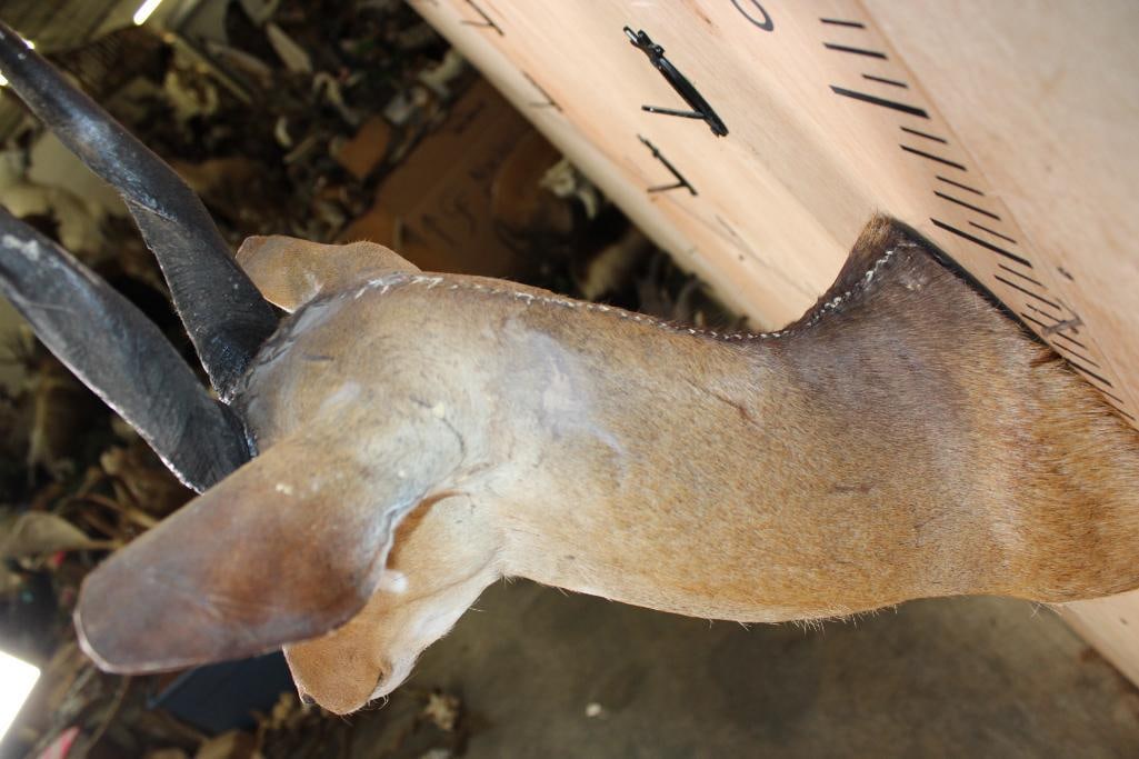 BUSHBUCK Shoulder Mount - 7