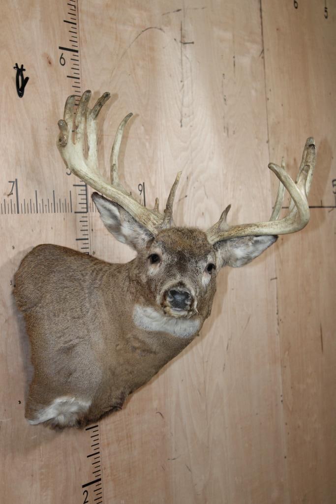 Big 16-Point WHITETAIL BUCK Pedestal Converted to a Shoulder Mount: Nice and Big 16-Point WHITETAIL BUCK Pedestal converted to a Shoulder Mount. It has a Heavy Rack with a 23.5" Spread. It is in Good Condition. TAXIDERMY 