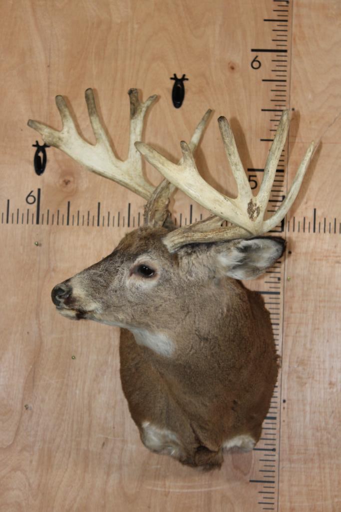 Big 16-Point WHITETAIL BUCK Pedestal Converted to a Shoulder Mount - 2