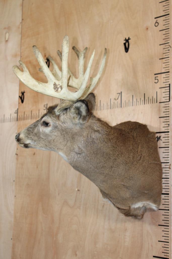 Big 16-Point WHITETAIL BUCK Pedestal Converted to a Shoulder Mount - 3