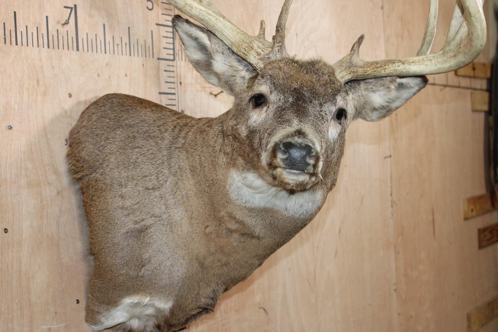 Big 16-Point WHITETAIL BUCK Pedestal Converted to a Shoulder Mount - 5