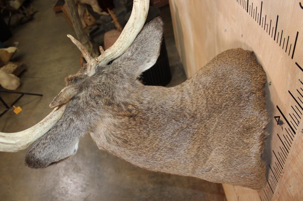 Big 16-Point WHITETAIL BUCK Pedestal Converted to a Shoulder Mount - 7