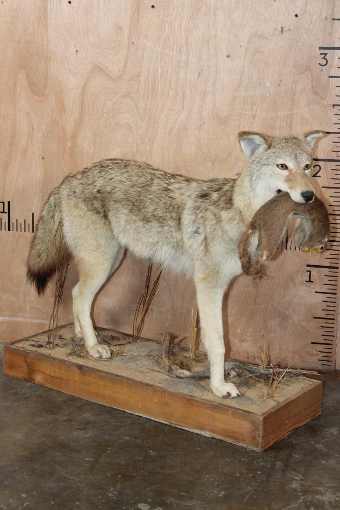 Life-sized COYOTE with a Squirrel on a Wood Base: Very Nice and Clean Life-sized COYOTE. It has a Squirrel in its mouth that is "pretty chewed up", but the Coyote is in Very Good Condition. The Total Mount measures 33" Long x 12" Wide x 29" Tall.