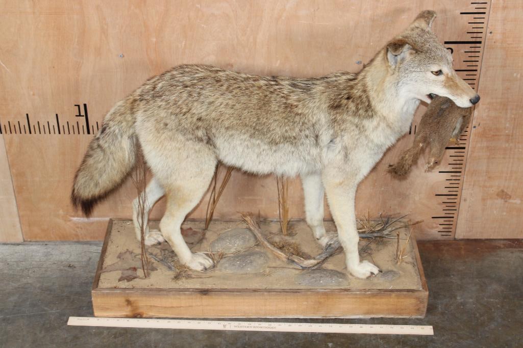 Life-sized COYOTE with a Squirrel on a Wood Base - 2