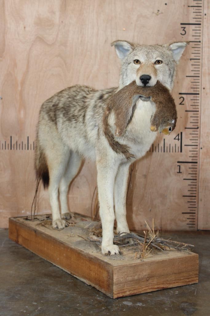 Life-sized COYOTE with a Squirrel on a Wood Base - 3