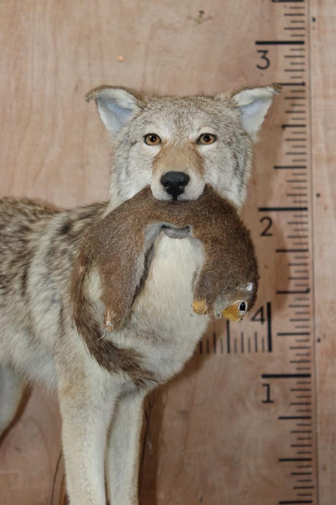 Life-sized COYOTE with a Squirrel on a Wood Base - 4
