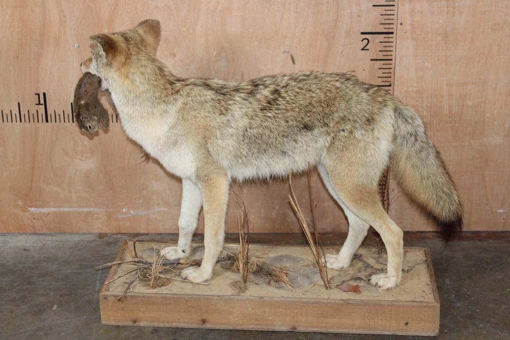Life-sized COYOTE with a Squirrel on a Wood Base - 6