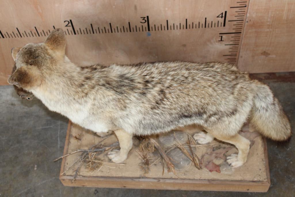 Life-sized COYOTE with a Squirrel on a Wood Base - 7