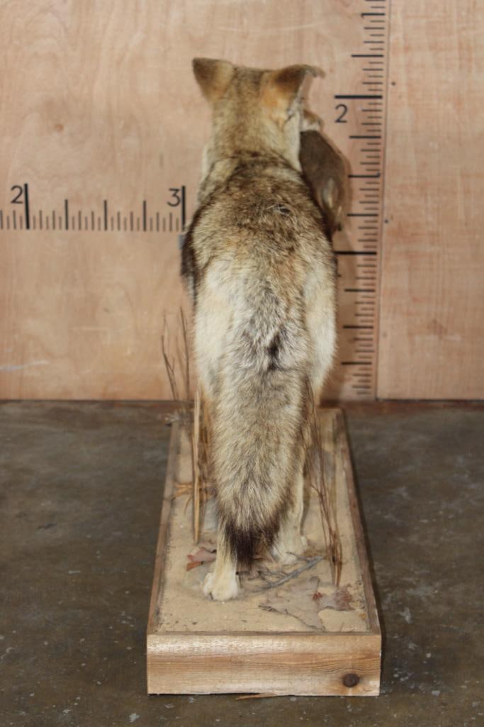 Life-sized COYOTE with a Squirrel on a Wood Base - 8