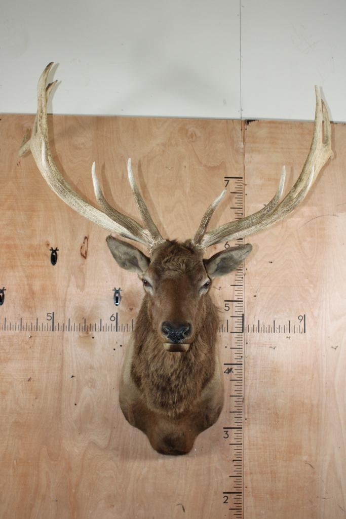 Big 13-Point ELK Shoulder Mount: Nice and Big 13-Point ELK Shoulder Mount. It has a 55" Spread and is in Good Condition. TAXIDERMY 