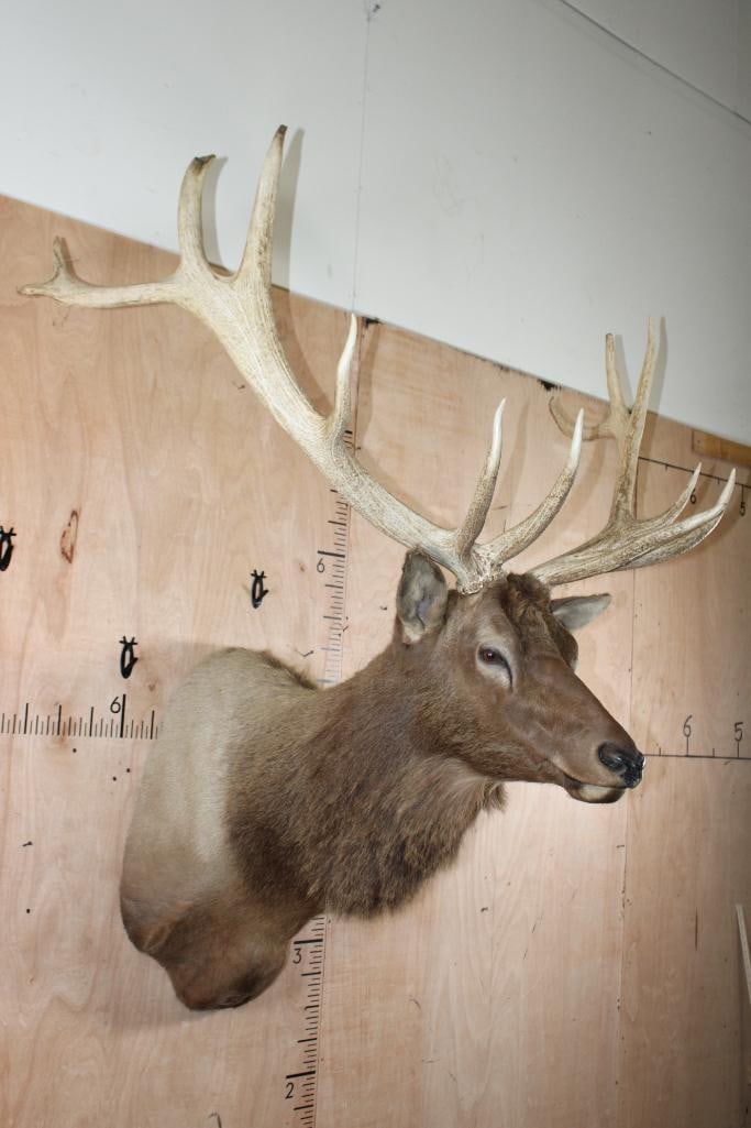 Big 13-Point ELK Shoulder Mount - 2