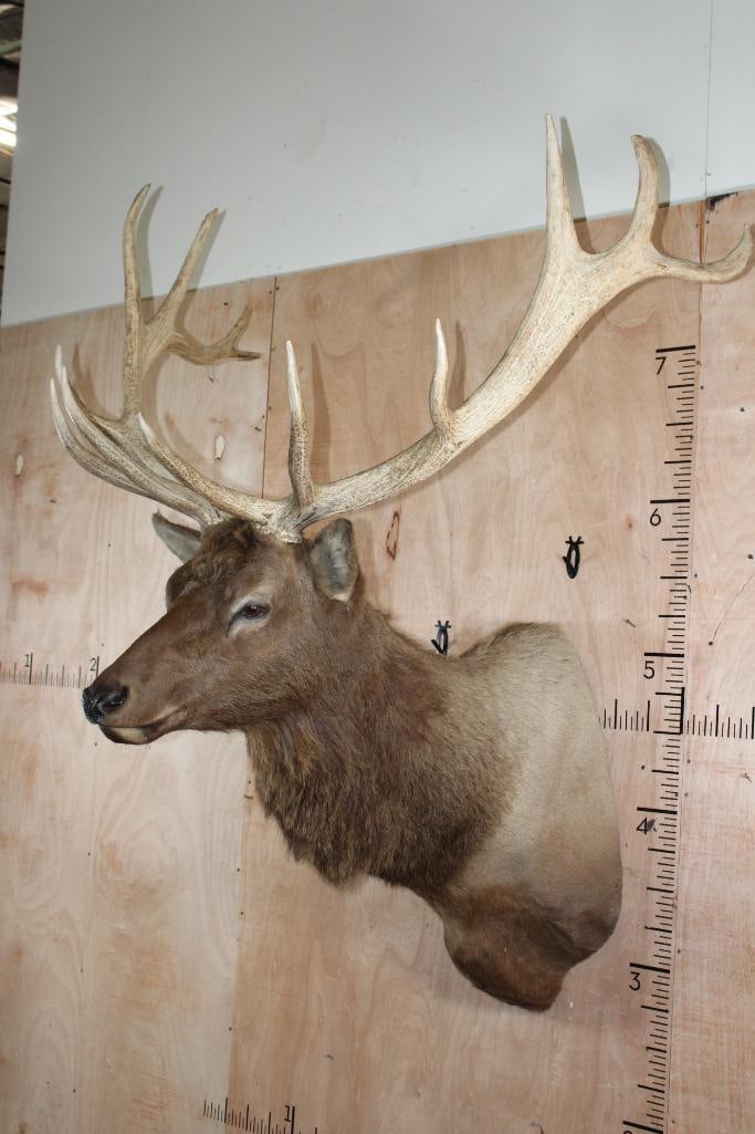 Big 13-Point ELK Shoulder Mount - 3