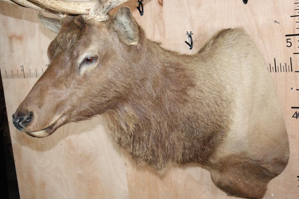 Big 13-Point ELK Shoulder Mount - 4