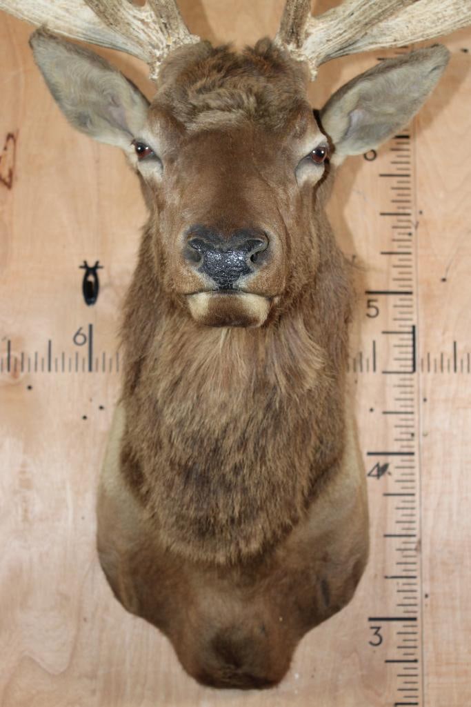 Big 13-Point ELK Shoulder Mount - 5