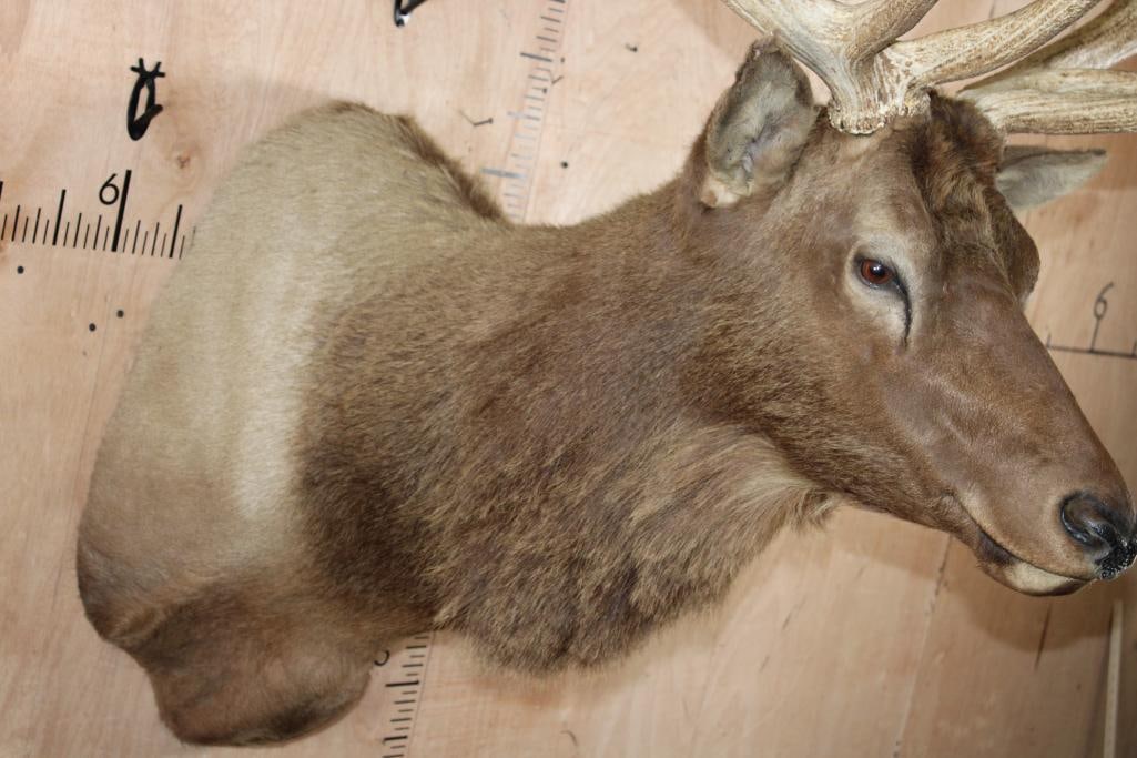 Big 13-Point ELK Shoulder Mount - 6